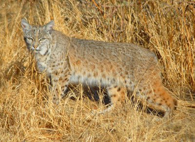 Bobcat - Nikon D200.jpg