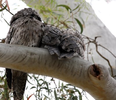Mother Tawny Frogmouth and Chicks