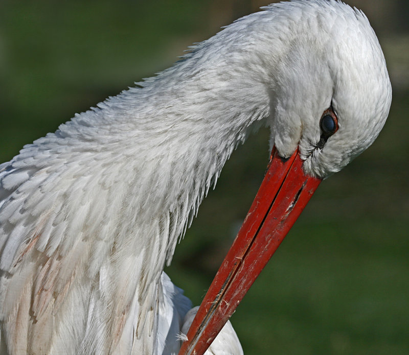 white stork preening.jpg