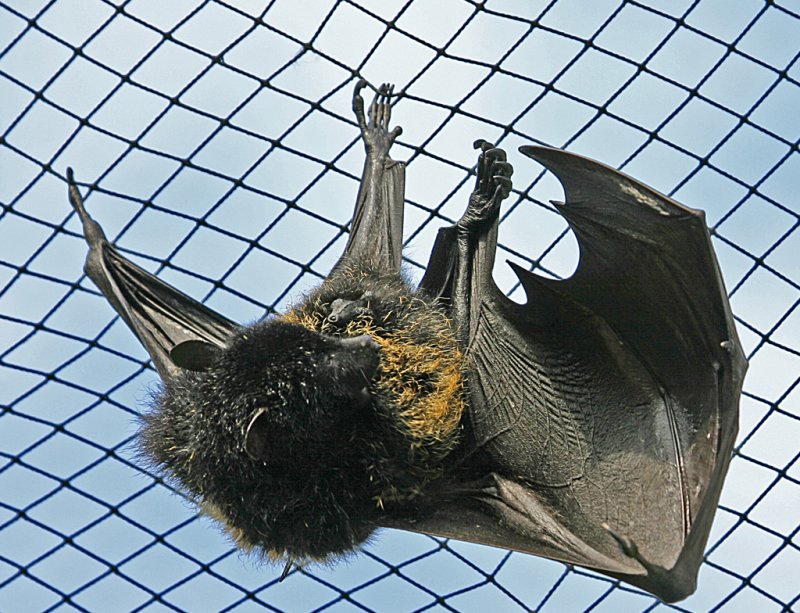 Comores fruit bat.jpg