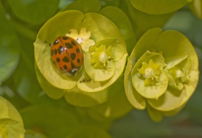 harlequin ladybird.jpg