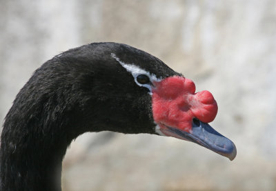black necked swan.jpg