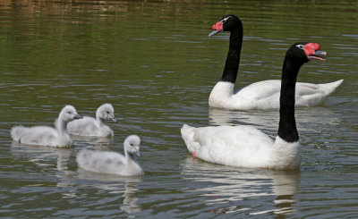 black necked swans and cygnets.jpg