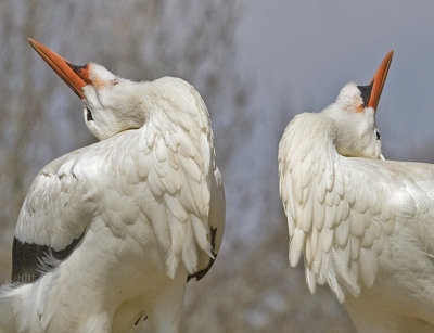 white storks displaying.jpg