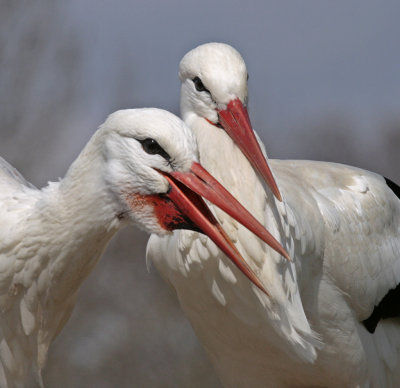 white storks displaying 2.jpg