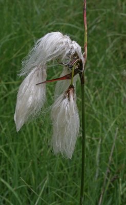 cotton grass.jpg