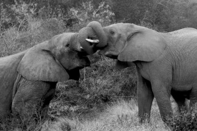 elephants kariega mono.jpg