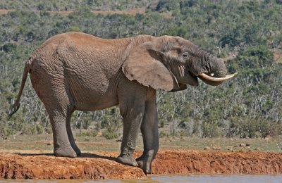 elephant 11.jpg