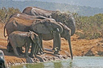 elephants showering.jpg
