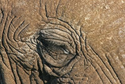 elephant eye.jpg