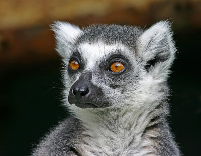 ring tailed lemur.jpg