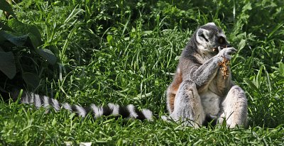 ring tailed lemur eating.jpg