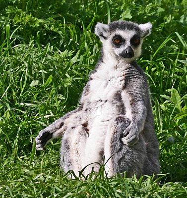 ring tailed lemur sunning.jpg