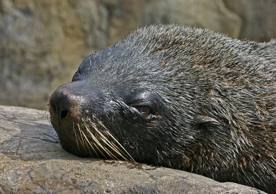 south american fur seal.jpg