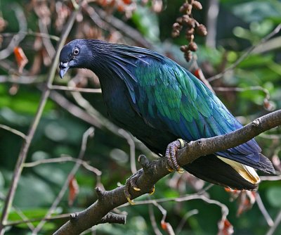 nicobar pigeon.jpg