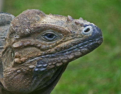 rhinocerus iguana.jpg