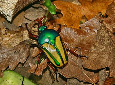 jewel beetle.jpg