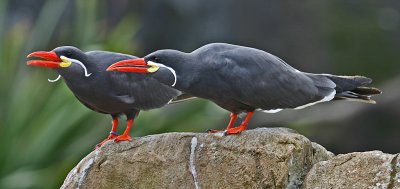 inca terns 4.jpg