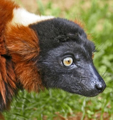 red ruffed lemur 3.jpg