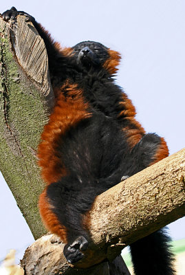 red ruffed lemur sunning.jpg