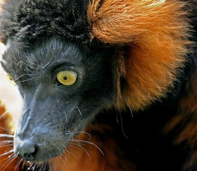 red ruffed lemur 2.jpg