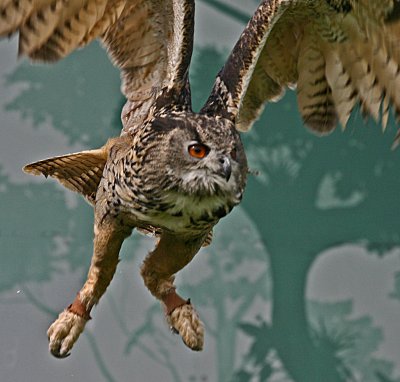 european eagle owl.jpg