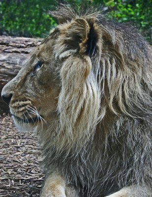 lion asiatic 2.jpg