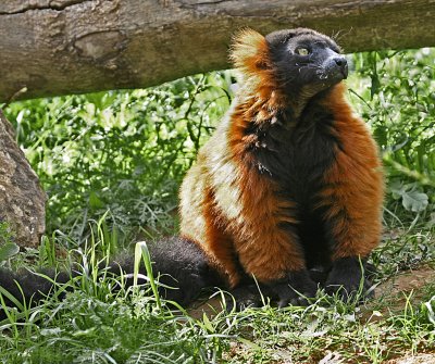 red ruffed lemur.jpg
