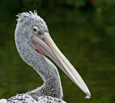pink backed pelican.jpg