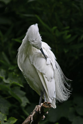 little egret.jpg