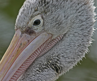 pink backed pelican 2.jpg