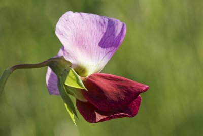 blue pea flower.jpg