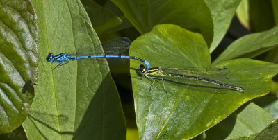 common blue damsel fly mating 2.jpg