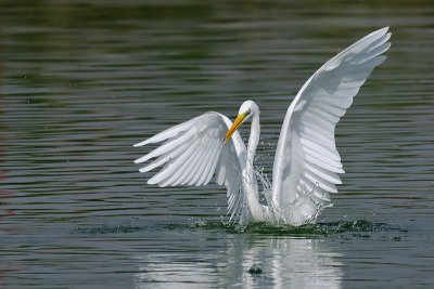 DSC_2574.jpg