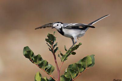 DSC_4689.jpg