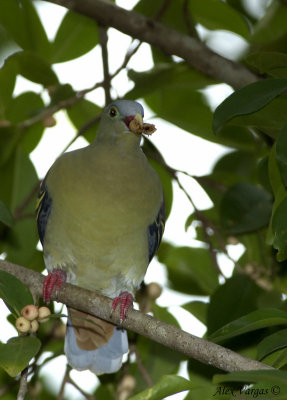 Thick-billed Green Pigeon - male -- sp 111