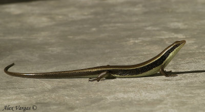 Lizard at Huay Kha Kaeng