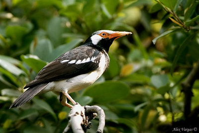 Asian Pied Starling -- sp 75