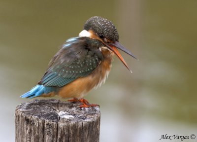 Common Kingfisher -- sp 141