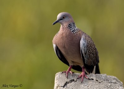 Spotted Dove -- sp 109