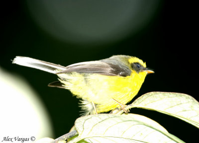 Yellow-bellied Fantail -- sp 100