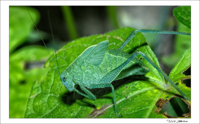 Katydid 