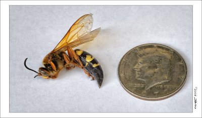 Eastern Cicada Killer