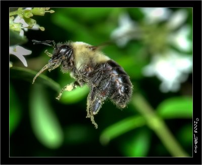 Bumble Bee In Flight