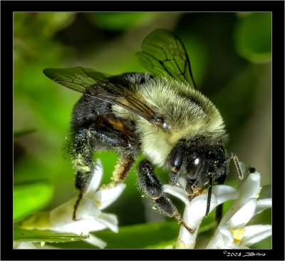 Bumble Bee  Gathering Pollen and Feeding On Nectar 