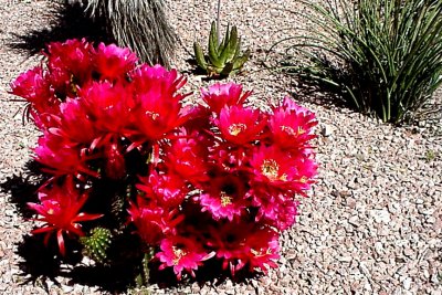 Red Cereus Cactus