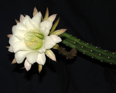 Night Blooming Cereus 2a