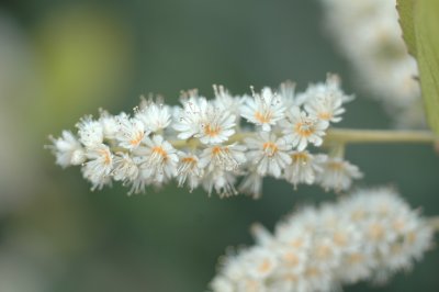 Fiori bianchi