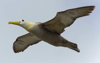 Waved Albatross007_1.JPG