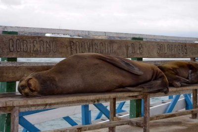 Galapagos Welcome Committee007.JPG